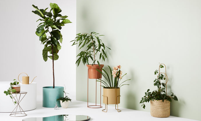 Latest Ivy Muse ‘Celestial’ collection inspired by the stars