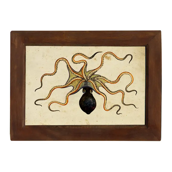 Vintage Octopus Print - Mango Wood Frame - 8-1/2-in x 12-in