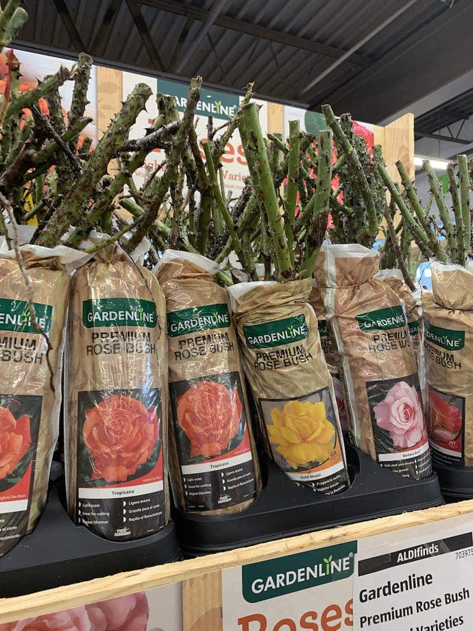 Aldi Seasonal Finds are the best and so fun! The deals vary weekly, and are some of the best price