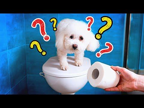TOILET PAPER CHALLENGE || AMAZING TOILET PAPER HACKS