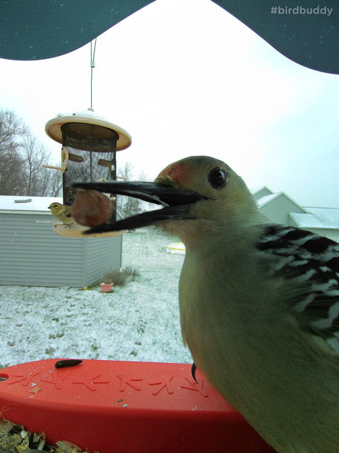 Reviewed: Like Birds? You’ll Love the Bird Buddy’s Endless Supply of Goofy Bird Selfies