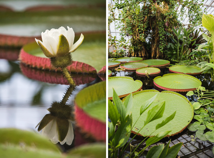 How America’s Botanic Gardens Are Growing Without Visitors